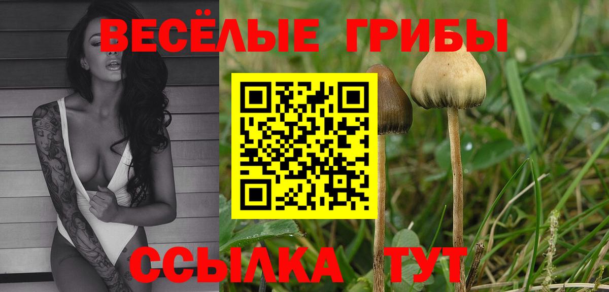 Псилоцибиновые грибы MAGIC MUSHROOMS  Вход с VPN  цены наркотик  Чистополь 